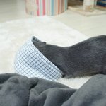 [고양이] 똥꼬발랄 양갱 5 :<b>D</b>