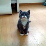 [고양이] 이쁜 양말을 신은 고양이:) <b>구름이</b>