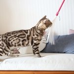 [<b>스노우</b>뱅갈고양이]메씨