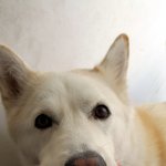 2015년 심바 예뻐해주셔서 감사합니다. 새해 <b>복</b> 많이 받으세요.