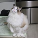 [고양이] <b>미묘</b>냥이 랙돌 고양이 라티일상