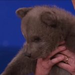 [카이] 카이톡 인어들 <b>새해</b> 곰 많이 받으세요