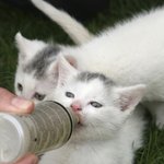 [포캣몬] 아기 고양이를 주웠어요!