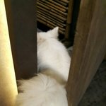 강아지사진보고눈<b>정화</b>하고가