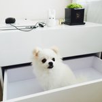 우리집 <b>강아지</b> <b>짱</b>예쁨