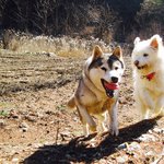 [훈이랑냥멍] 훈이랑냥멍 - 간단한 안부를 전합니다