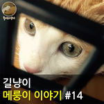 [메룽이<b>집사</b>] 길냥이 메룽이 이야기 #14