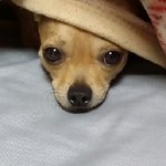 [동행세상] 치와와축복군이 울집에 온 이야기(1편)