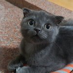 [고양이] 킹이 이야기