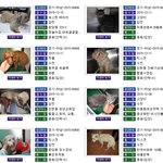 아침부터 119와서 떠돌이개 <b>포획</b>하는데