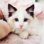 [고양이] <b>저도</b> 울 고양이 자랑❤️❤️