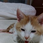 [고양이] <b>야야</b>양  지못미^^