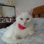 [고양이] [<b>롯</b>츠] 장난꾸러기 하얀 고양이 일상 8