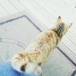 길고양이와 이제 동거동락
