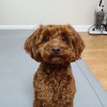 [예삐랑축복] 푸들예삐양이 우리집에 온 이야기(2편)