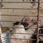 [동행세상] 개농장에서 구조한 겨울이와 <b>보리</b>.