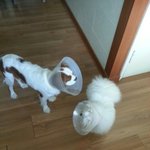 [코코토끼] 코코 와 토끼 _ 사이좋은 자매편