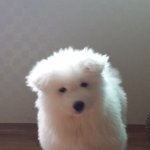 <b>마리</b>와나 에서 나온 사모예드 성장기.