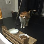 [고양이] 더 이뻐진 제시카가 어서 모셔가길 기다린다고 전해라~