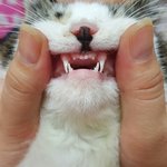 사랑스러운 길냥이 팔자근황이예요~