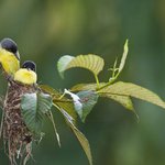 소중한 아가<b>새</b> 돌보는 <b>어미새</b>