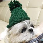 추워서 <b>털모자</b> 쓴 강아지와 고양이