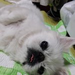 귀여운 12살 왕눈이