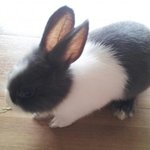 [EXO] ㅅㄷ)애들아 애완<b>동물</b> 이름좀 지어죠;-;