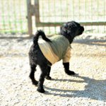 [유기견] 어린 나이에 무릎 <b>연골</b>을 잃은 아인이