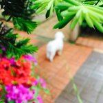 우리<b>집개</b>...