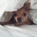 [예삐랑축복] 이불과 사랑에 빠진 울 축복이~~(3편)