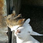 <b>도도</b>할 줄만 알았던 냥이 친화력