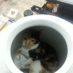 [찾습니다] 대진유치원 새봄이를 찾습니다.