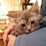 <b>넉살</b>좋은 냥이 레온이ㅎㅎ