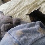 [고양이] 먼지랑이 집사입니다~