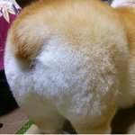 [댓글부탁해] 숨막히는 <b>뒷태</b>.jpg