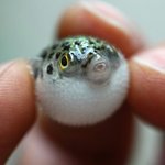 [방탄소년단] ㅅㄷ??이삐들오세요오세요