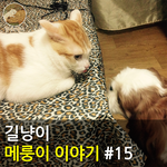 [메룽이<b>집사</b>] 길냥이 메룽이 이야기 #15