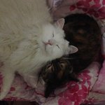 <b>오년</b> 넘게 나만 아는 별이