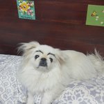 페키는 사랑입니다.