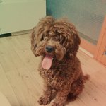 [예삐랑축복] 푸들예삐양이 우리집에 온이야기(4편)