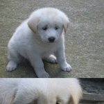 [댓글부탁해] 지금 <b>유학</b>중인 사람ㅠㅠㅠㅠ
