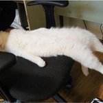 <b>자라</b>