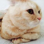 토실토실 고양이 <b>턱살</b>