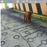 [교감] 노루가 우리집에 온 이야기