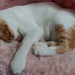 나의 동거남 <b>도칠</b>이 자는 이야기..