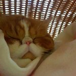 [고양이] <b>숭늉</b>이의 사는 얘기