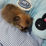 사랑스러운 까미-