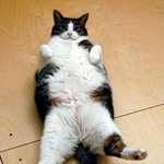 [EXO] 고양이 너무 좋고귀여뷰ㅠㅠ시바류ㅠㅠ씹덕체들