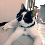 [포캣몬] 혼자 호화로운 보트 여행을 즐긴 고양이!